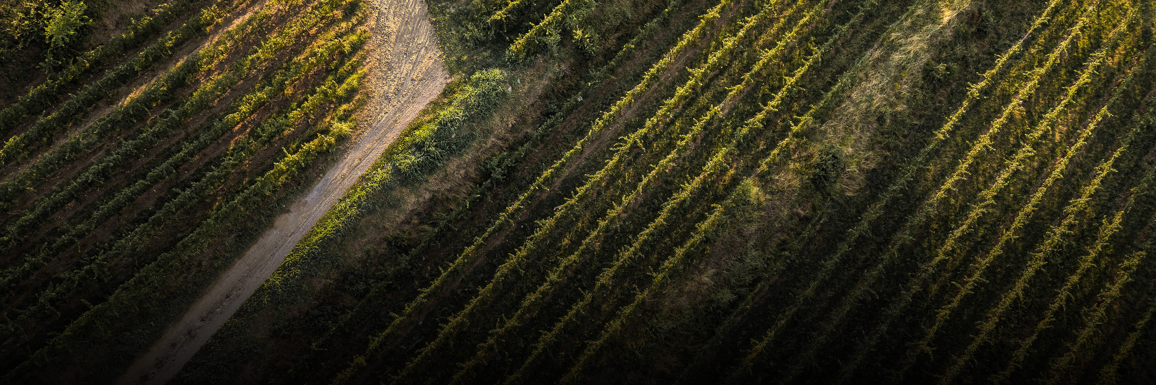 A new story, from Franciacorta 